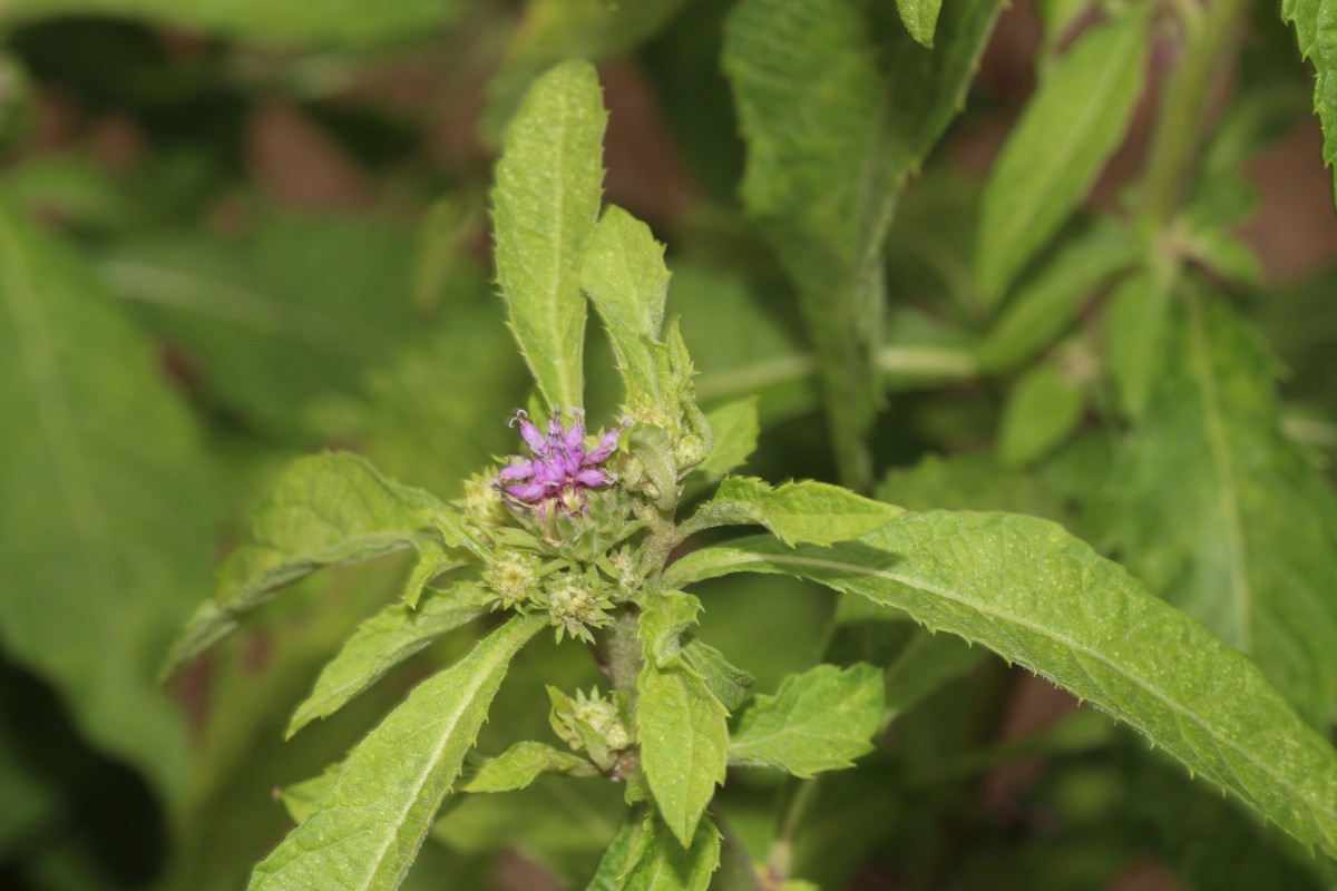 Baccharoides anthelmintica (L.) Moench